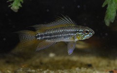 Banded Dwarf Cichlid photo 3