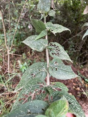 Alloispermum