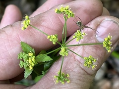 Zizia trifoliata