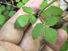 Zizia trifoliata