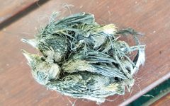 Acanthiza chrysorrhoa