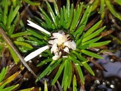 Werneria crassa crassa