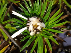 Werneria crassa crassa