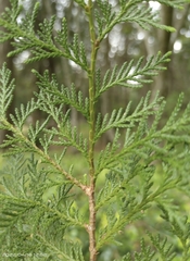 Chamaecyparis formosensis
