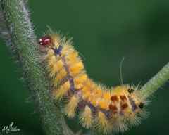 Lepidoptera