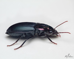 Coleoptera