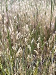 Anthoxanthum aristatum