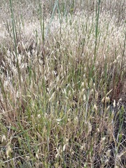 Anthoxanthum aristatum