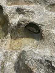 Acanthopleura gemmata