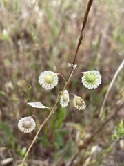 Thysanocarpus radians