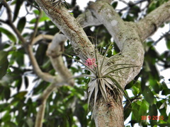 Tillandsia gardneri