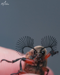 Polytomus marginatus