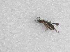 Forficula auricularia