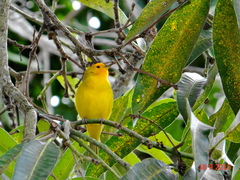 Sicalis flaveola