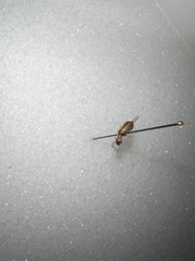 Forficula auricularia