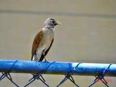 Turdus leucomelas
