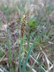Carex meadii
