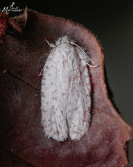 Lepidoptera