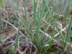 Carex meadii