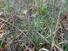 Carex meadii