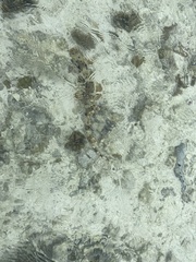 Hemiscyllium ocellatum