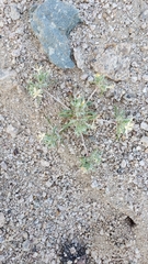 Loeseliastrum schottii