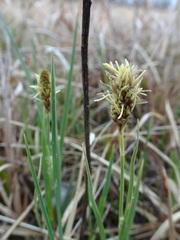Carex meadii