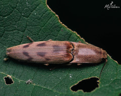 Conoderus fuscofasciatus