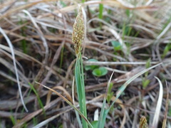 Carex meadii
