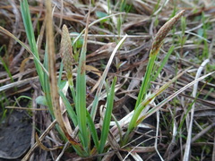 Carex meadii