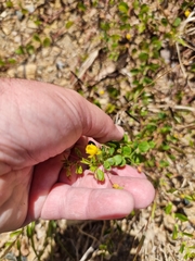 Chamaecrista rotundifolia