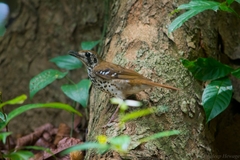 Geokichla spiloptera