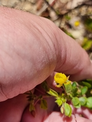 Chamaecrista rotundifolia