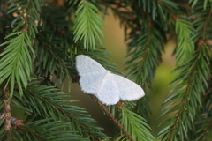 Scopula floslactata