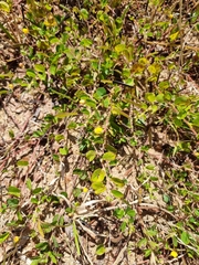 Chamaecrista rotundifolia