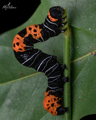 Lepidoptera