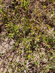 Chamaecrista rotundifolia