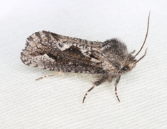 Acrolophus arcanella