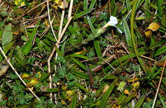 Euphrasia petriei