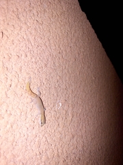 Saurodactylus brosseti