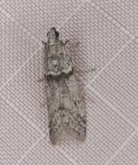Myelopsis alatella