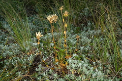 Gentianella impressinervia
