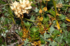 Gentianella impressinervia
