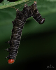 Lepidoptera