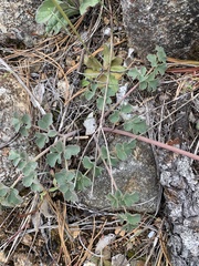 Lomatium howellii
