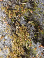 Pleuridium acuminatum