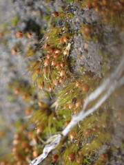 Pleuridium acuminatum