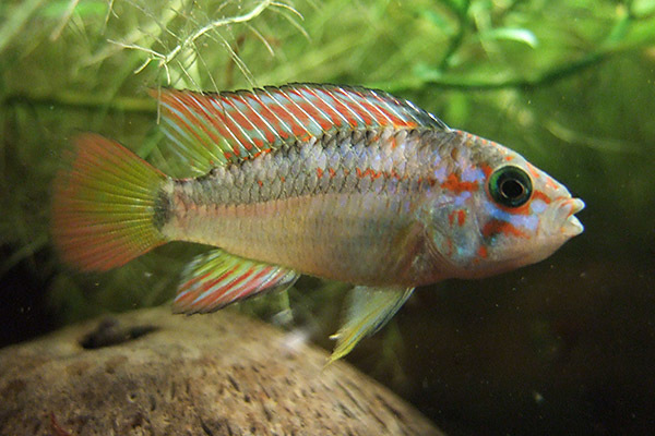 Pebas Apisto