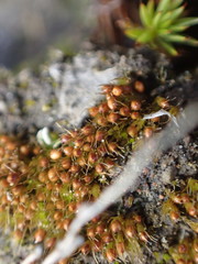 Pleuridium acuminatum