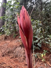 Stenorrhynchos albidomaculatum